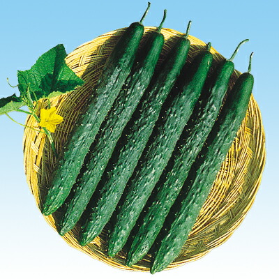 ナカハラのたね キュウリ 北京四葉胡瓜 2dl 24,090円