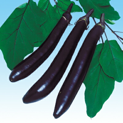 ナカハラのたね ナス 早生黒びかり２号茄子 2000粒