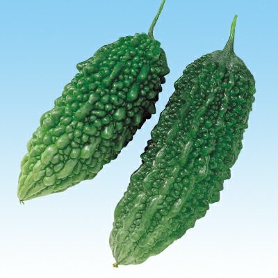 楽天市場】タキイ種苗 ゴーヤ ニガウリ 島さんご 1dl : 種苗・園芸