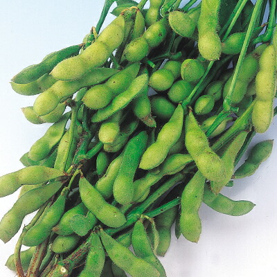 楽天市場】たね 横浜植木 エダマメ えだまめ 枝豆 ブラックパワー 1dl