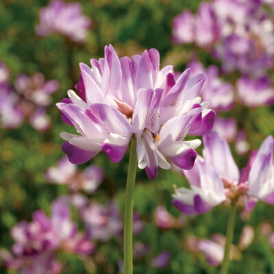 アカクローバー メジウム 1kg 10袋セット 赤クローバー　家庭菜園用 楽天市場】アカクローバーの種(メジューム) 1kg : 千草園芸