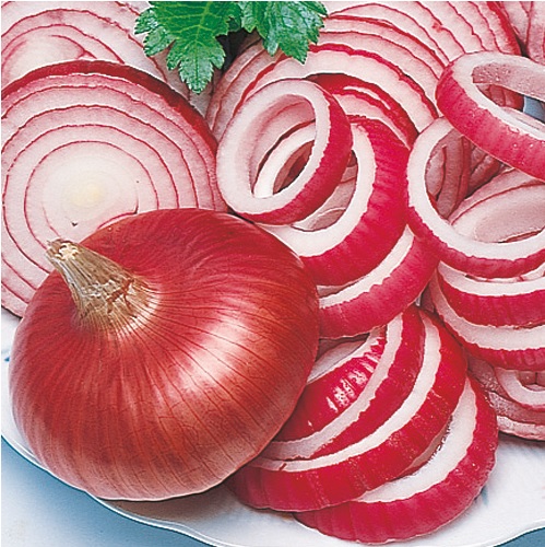 ぐれたくページ▼赤玉ねぎ苗 楽天市場】タマネギ苗 タキイの赤玉ねぎ苗 200本☆発送日でお選び