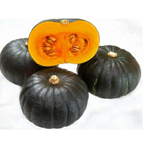 楽天市場】朝日アグリ カボチャ 南瓜 かぼちゃ マロンスター157 100粒