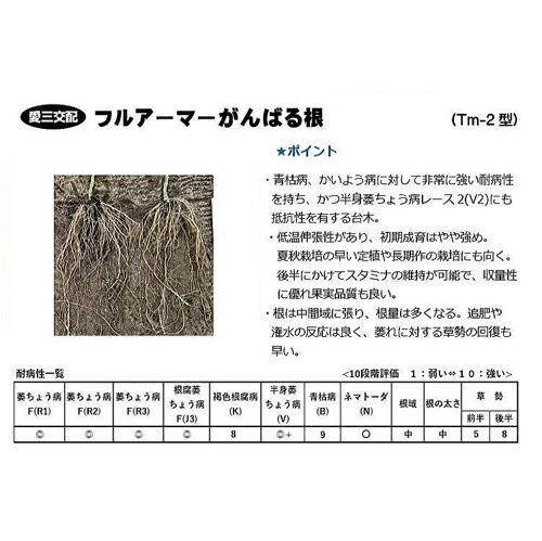愛三種苗  赤茄子 とまと 台木 フルアーマーがんばる根 1000粒
