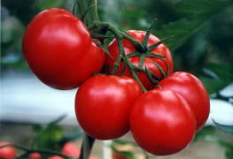 楽天市場】愛三種苗 トマト 感激73 小袋 : 種苗・園芸ショップ 種もり