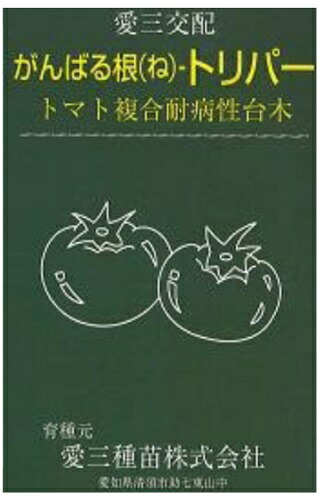 愛三種苗 赤茄子用台木 がんばる根 トリ基準打数 厚地の外套1000粒