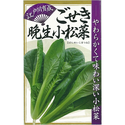 こまつな 楽天市場】小松菜 ちぢみこまつ菜 20ml(およそ4900粒) (株)渡辺採種場