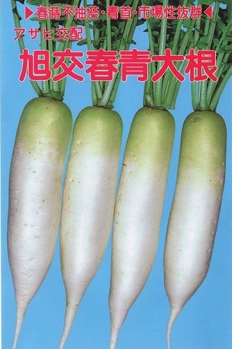 アサヒ農園　ダイコン 大根 だいこん　旭交春青　2dl