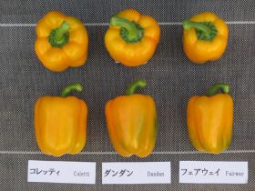エンザ ピーマン 黄 公明正大通い路  500粒
