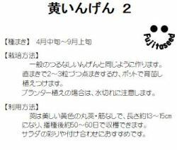 楽天市場 藤田種子 黄いんげん２ 小袋 種苗 園芸ショップ 種もり