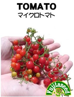 マイクロトマト microtomato-top.jpg