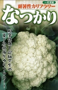 たね フタバ種苗　一代交配　なつかり　20ml