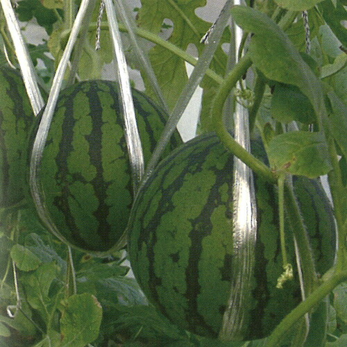 楽天市場】萩原農場 西瓜 スイカ すいか 大玉 サンダーボルト 200粒