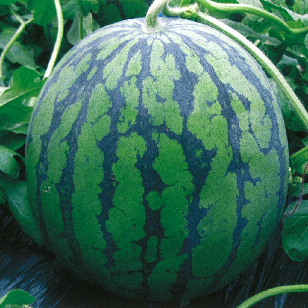 楽天市場】萩原農場 西瓜 スイカ すいか 大玉 サンダーボルト 200粒