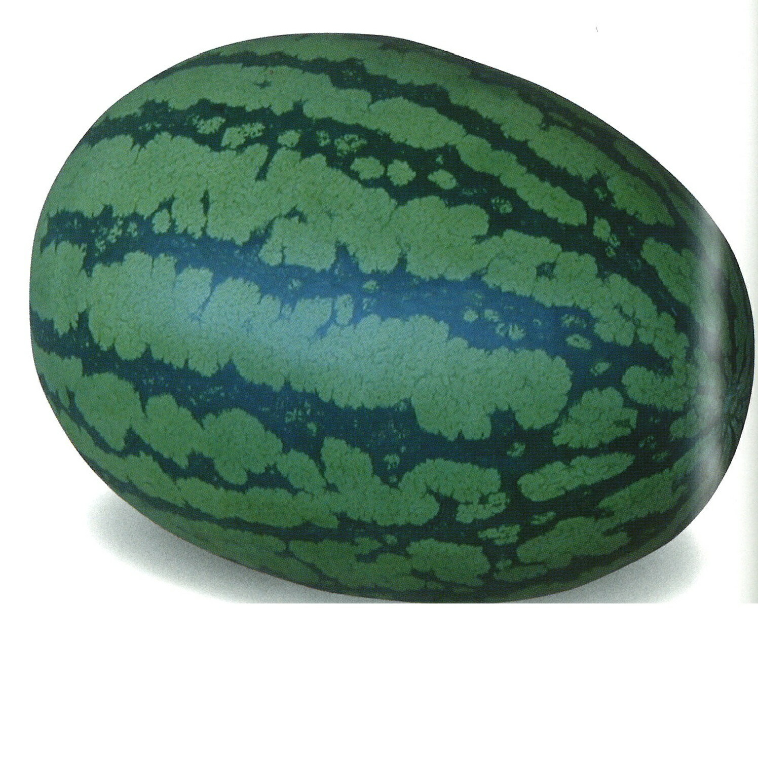 楽天市場】萩原農場 西瓜 スイカ すいか 大玉 サンダーボルト 200粒