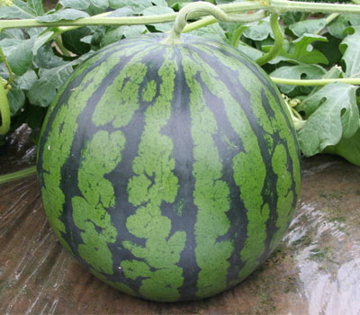 楽天市場】萩原農場 西瓜 スイカ すいか 大玉 サンダーボルト 200粒