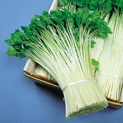 ナカカラのたね  関東みつば（晩抽系）20L