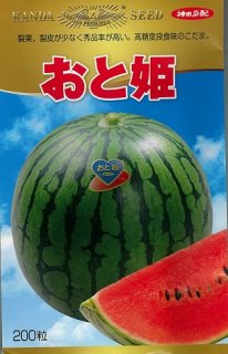 神田育種　スイカ すいか 西瓜 小玉　おと姫　200粒