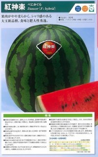 神田育みそだてる スイカ すいか 西瓜 紅神楽 200粒