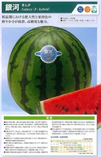 神田育みそだてる スイカ すいか 西瓜 銀河系 200粒