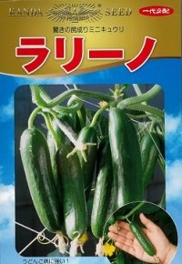 神田育みそだてる 胡瓜 きゅうり 黄瓜 ラリーノ 1000粒