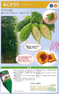 神田育種　ニガウリ にがうり 苦瓜　みにがうり　500粒｜種苗・園芸ショップ 種もり