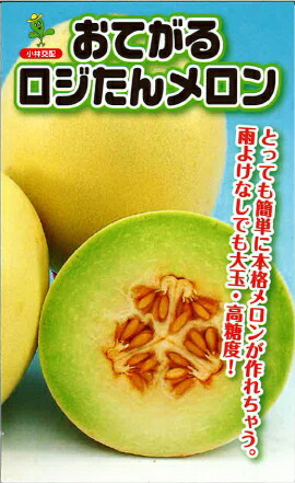 ころたん 楽天市場】ころたん メロン 3寸ポット苗 コロタン : 日本花卉