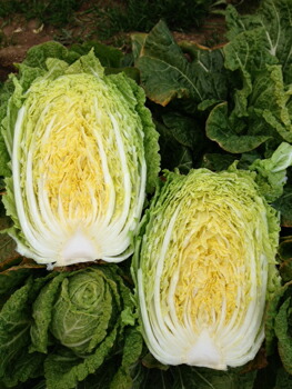 たね 小林種苗 ハクサイ はくさい 白菜　CR黄華　(おうか)　コート5000粒