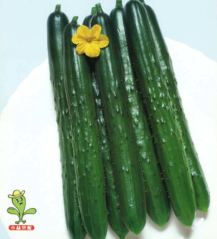 たね 小林種苗 キュウリ きゅうり 胡瓜　ピカピカ　20ml