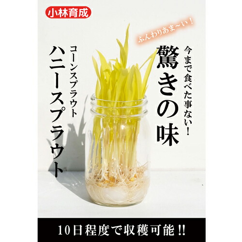 たね 小林種苗  スプラウト ハニースプラウト 1L