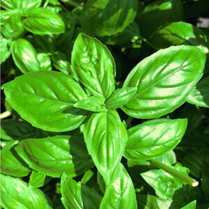 たね 小林種苗 ハーブ スィートバジル　カンピオーネ　コート小袋画像