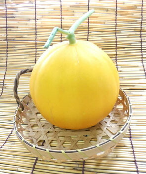 楽天市場】ころたん メロン 3寸ポット苗 コロタン : 日本花卉