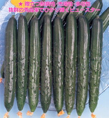 久育みそだてる苗 胡瓜 黄瓜 きゅうり ビュースター 350粒