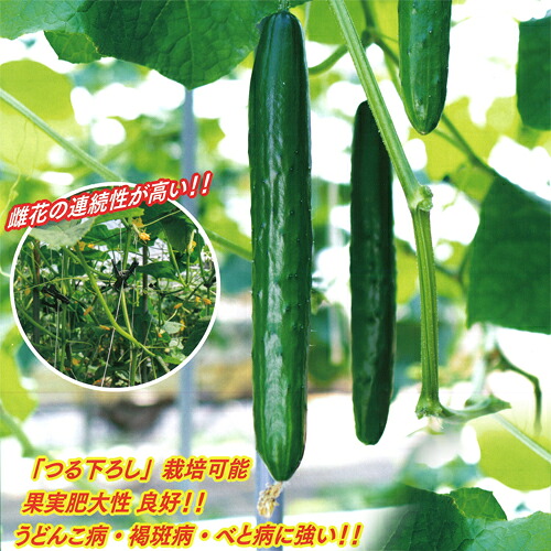 久育みそだてる苗 胡瓜 黄瓜 きゅうり ノエボ(K2130) 350粒