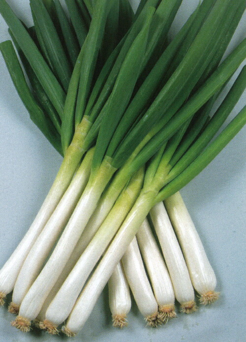 楽天市場】たね 横浜植木 ねぎ ネギ 葱 龍のぼり コート6000粒 : 種苗