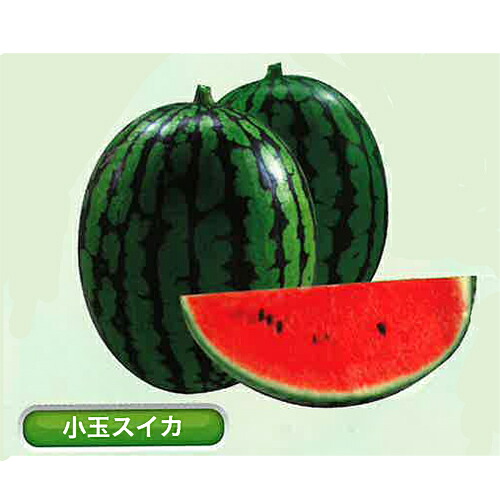 丸種 スイカ 西瓜 すいか 夏の姫まくら 200粒