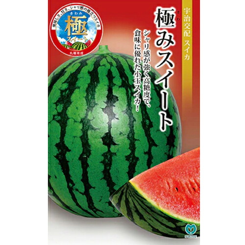 丸種 スイカ 西瓜 すいか 極み愛くるしげ 200粒