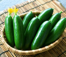 丸種 胡瓜 きゅう太郎　100粒