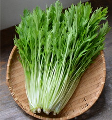 水菜商品 楽天市場】丸種 ミズナ みずな 水菜 水明 小袋 : 種苗・園芸ショップ