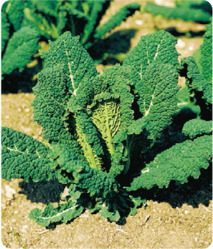 楽天市場】増田採種場 とくみつ キャベツ種子 3000粒 : 種苗