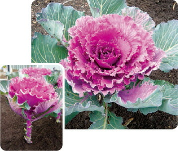 トキタ　真夏の四番打者　小松菜　種　こまつな　1個 コマツナ 【真夏の四番打者】 乾燥に強い夏用品種 トキタ種苗の