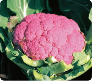 満点の 増田採種場 遠州あか花やさい カリフラワー種子 コート1000粒 種子