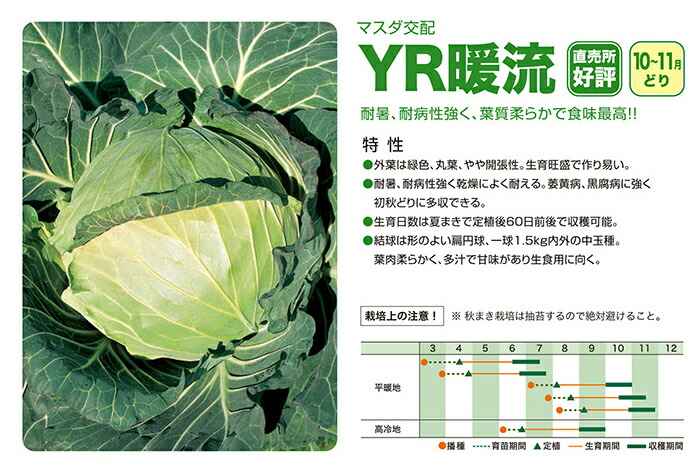 楽天市場 増田採種場 Yr暖流 キャベツ種子 小袋 種苗 園芸ショップ 種もり