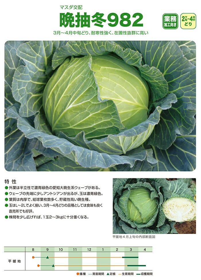 楽天市場】増田採種場 晩抽冬982 キャベツ種子 3000粒 : 種苗・園芸