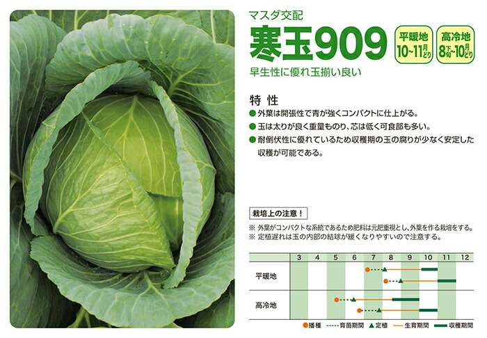 増田採種場 YRわかかぜ 球菜内果皮  厚地の外套 5000粒 花・ガーデン・DIY-野菜の種子-種子