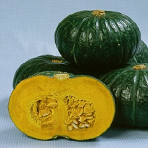 みかど協和 カボチャ 味皇(あじおう) 500粒|種苗・園芸ショップ 種もり