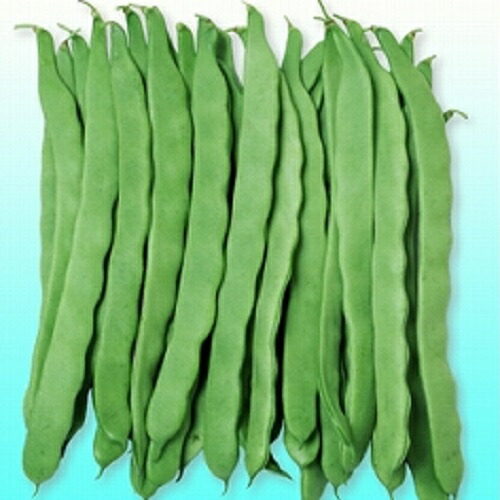 楽天市場】モロッコ隠元〈モロッコインゲン〉別称：ジャンボ隠元