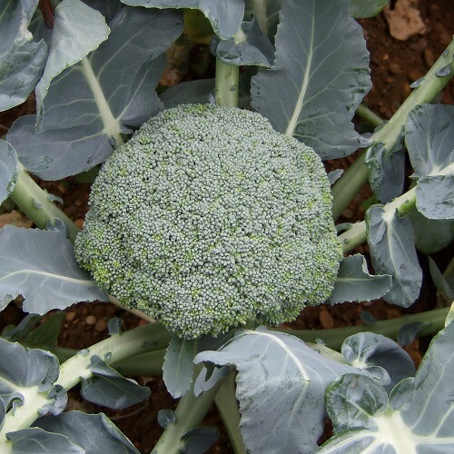 とくみのり 20ml 袋 ブロッコリー