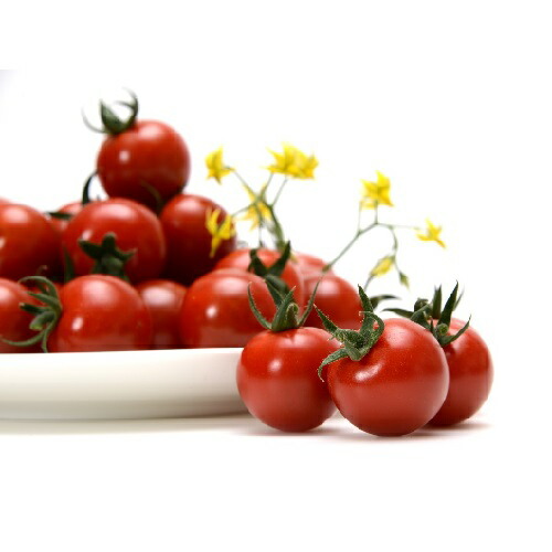 楽天市場】みかど協和 トマト はれぞら(MKS-T110) 100粒 : 種苗・園芸