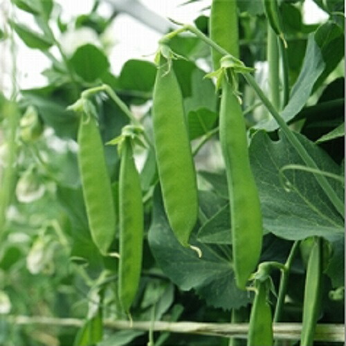 みかど協和 エンドウ 豌豆 えんどう　ニムラ白花きぬさや　1L